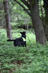 2018 Ausbildungswoche Arber